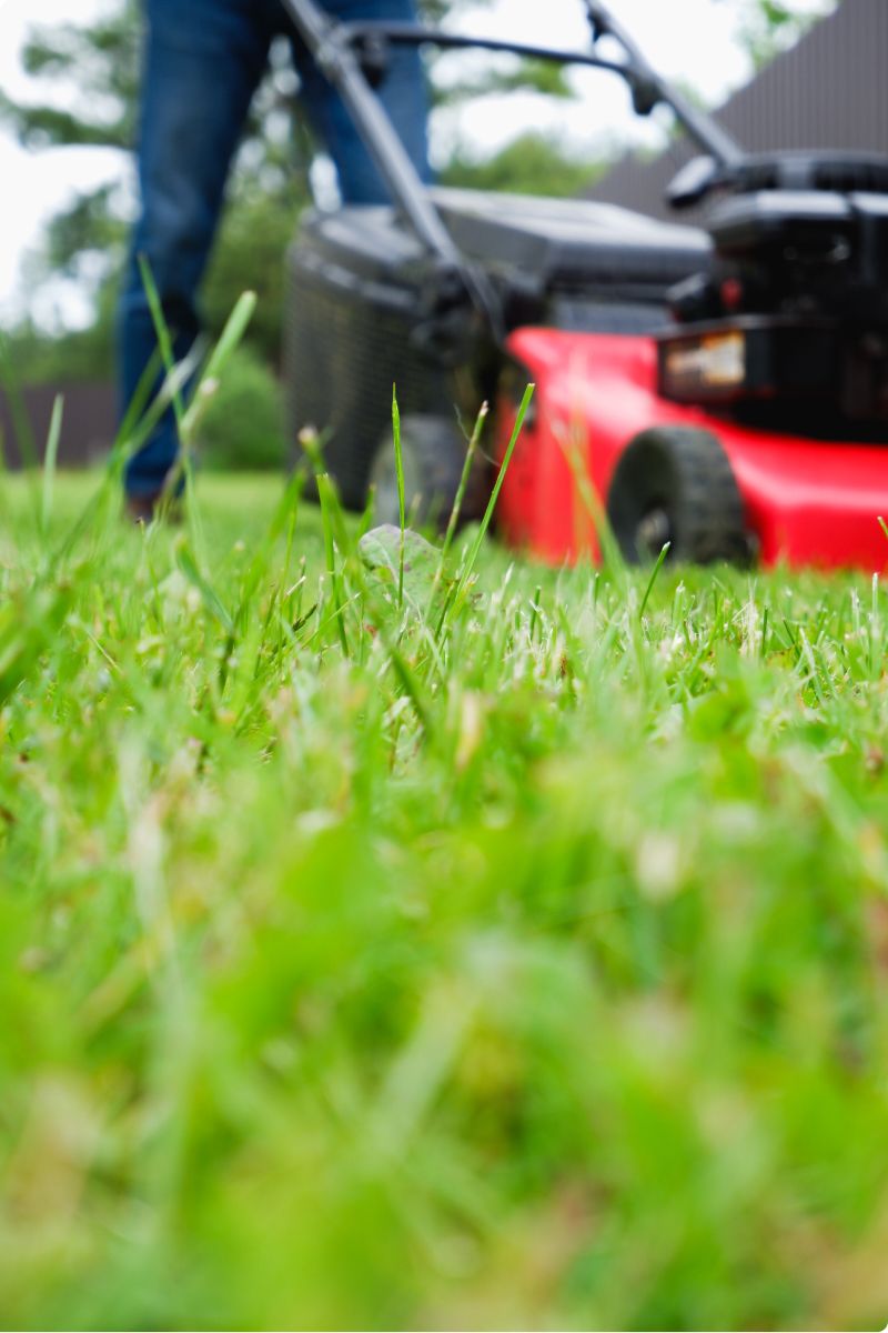 ground shot of grass and red mower