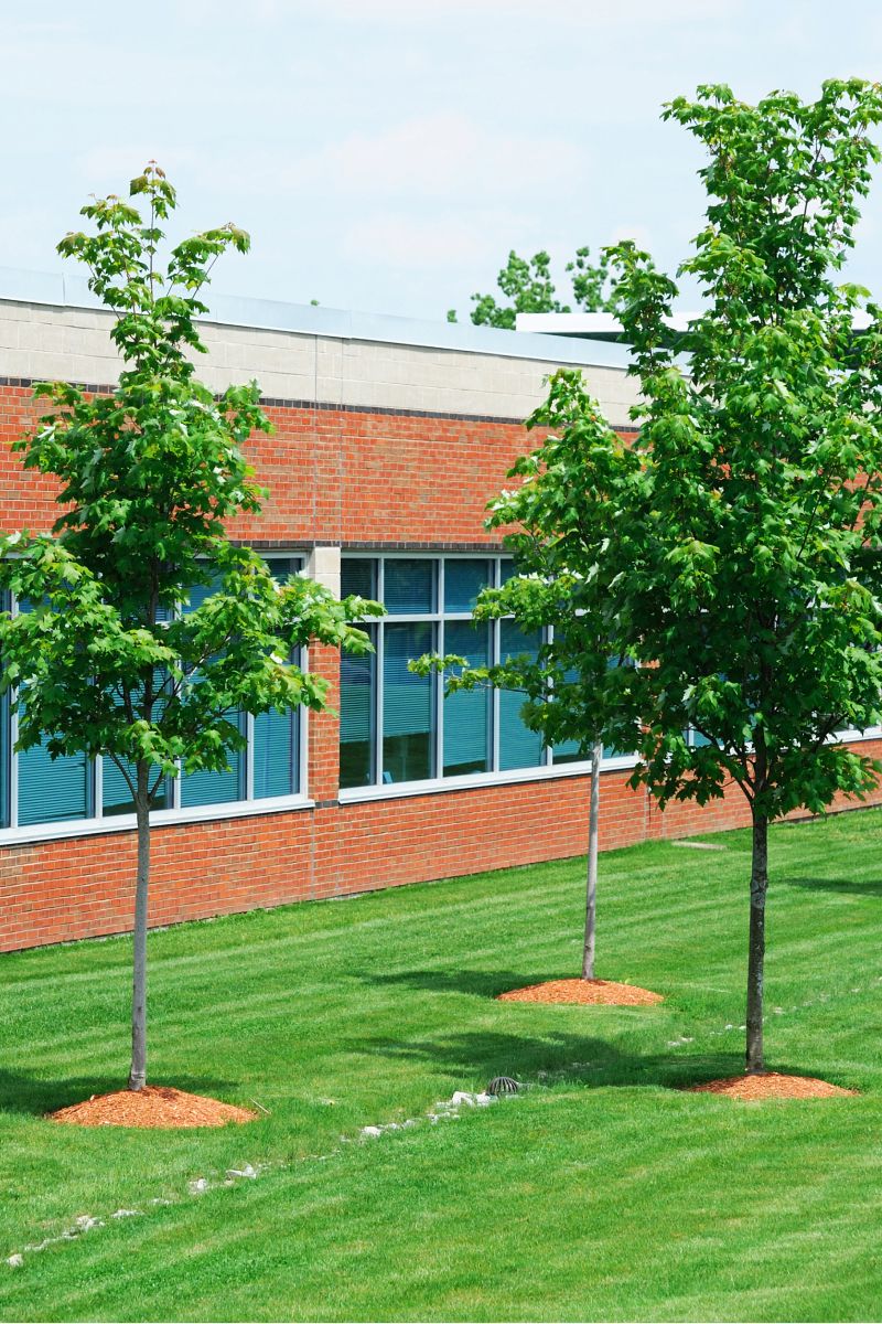 group of new multch trees outside of school
