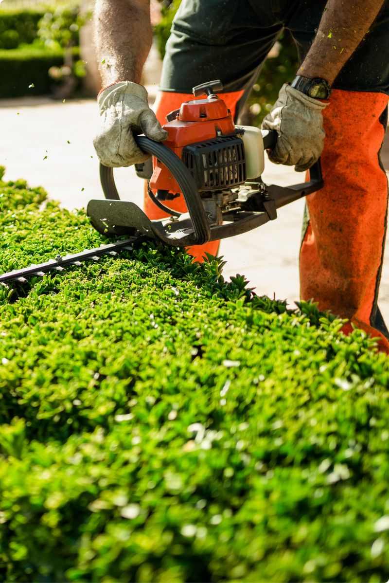 trimming hedges