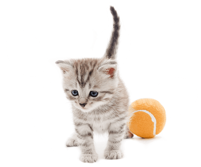 small kitten with orange tennis ball