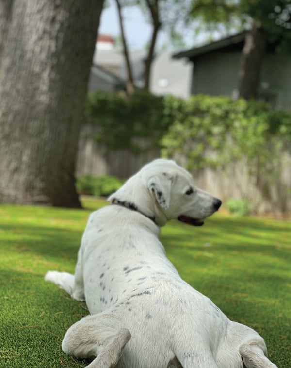 white dog laying on k9 grass turf