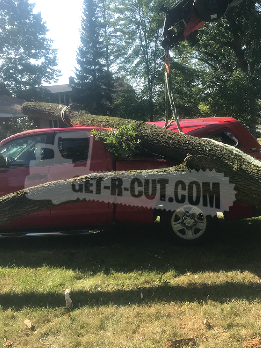 fallen tree on truck 3