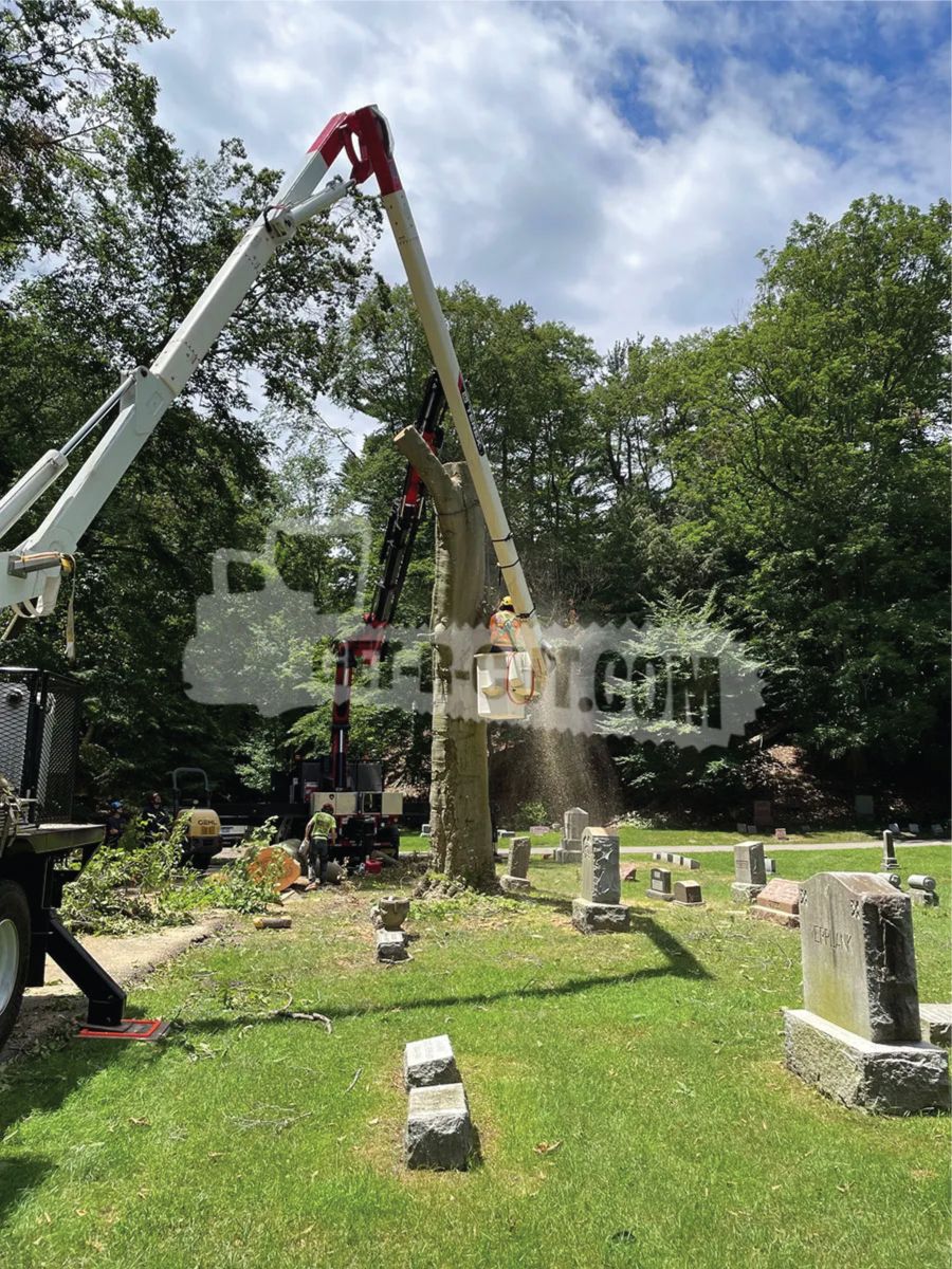 removing tree in graveyard1