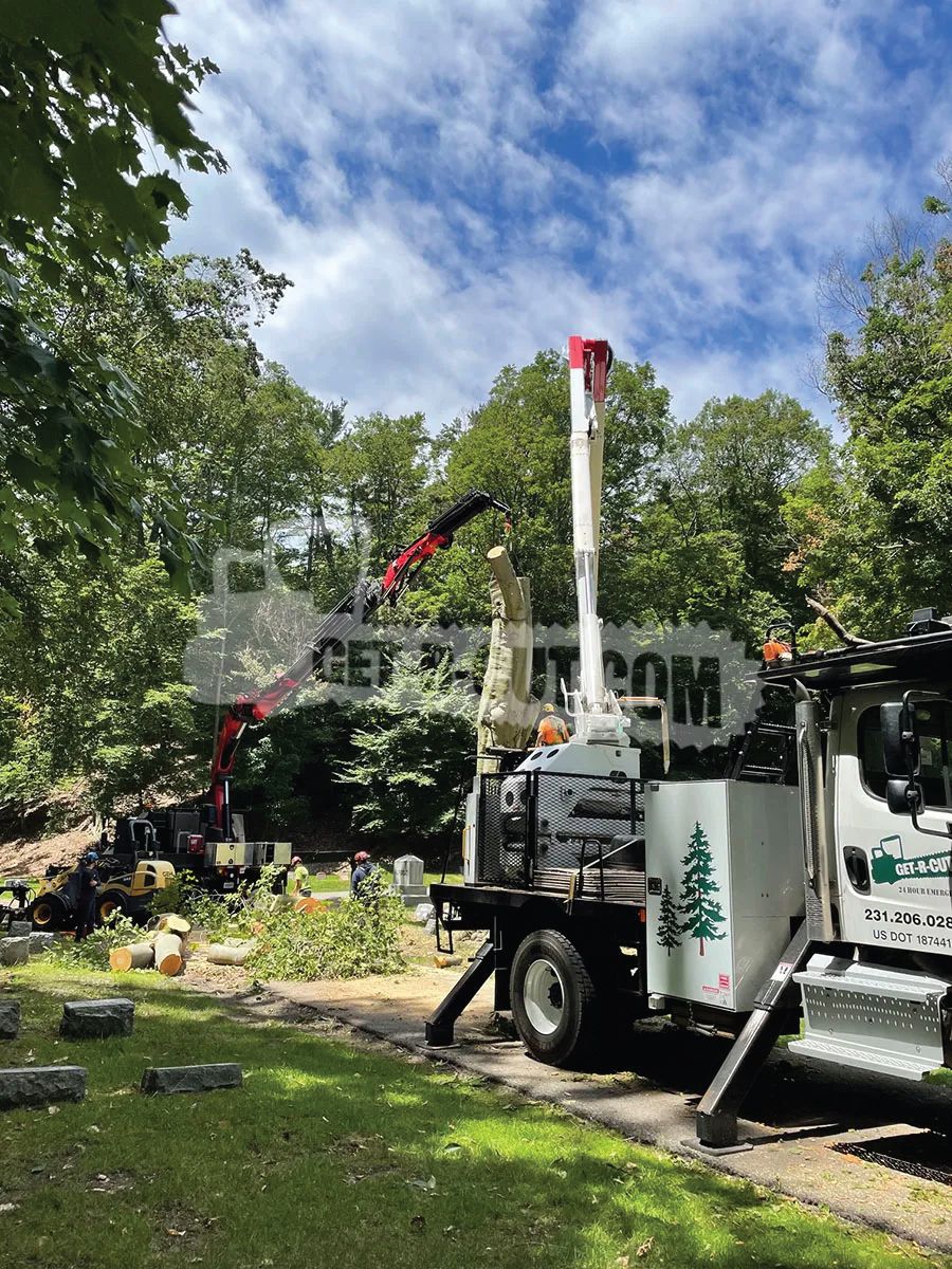 removing tree in graveyard2