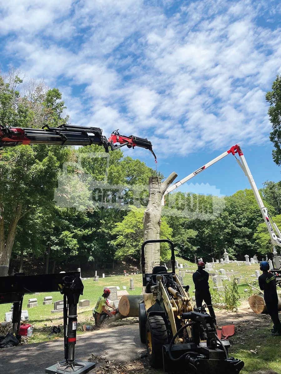 removing tree in graveyard3