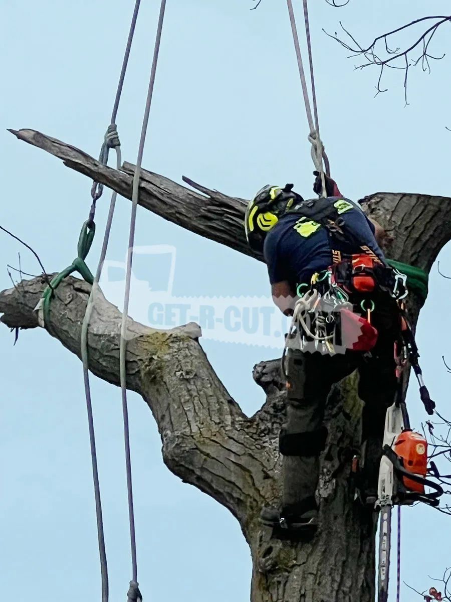 worker cutting dangerous branches off tree