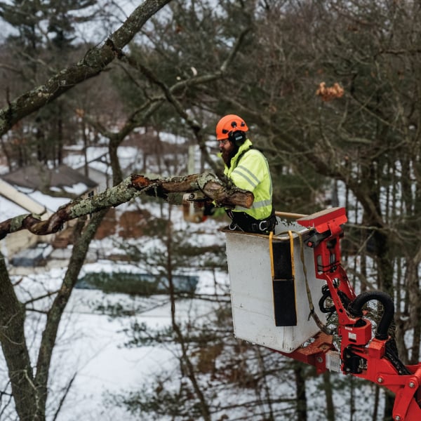 worker in neon jacket removing tree branch