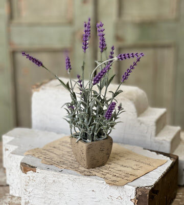 Gillie Lavender in Pot