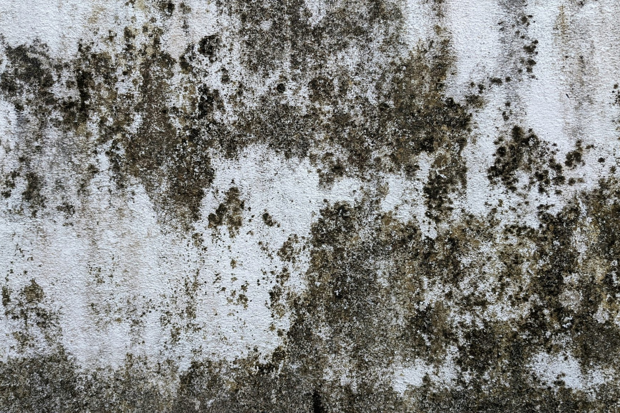 mold