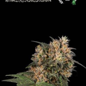 blackberry gum feminized